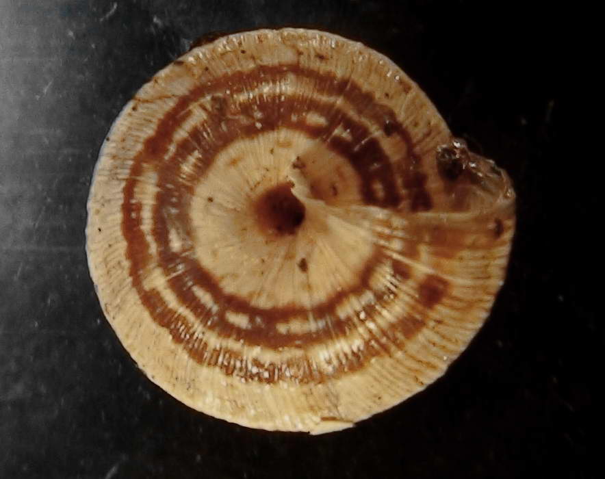Trochoidea (Trochoidea) trochoides (Poiret,, 1789)
